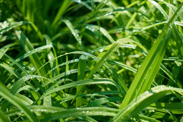 Green grass close up and water drops