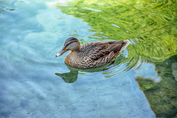 Mallard duck closeup