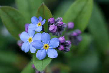 Small blue flowers on green background, Myosotis