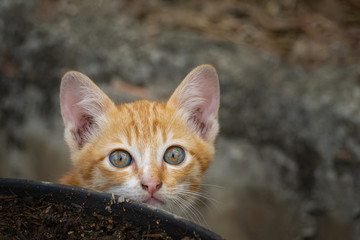 Close-up of kitten or small cat standing beside soil pot.