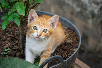 Naklejka na ściany i meble Close-up of kitten or small cat sitting in flower pot.