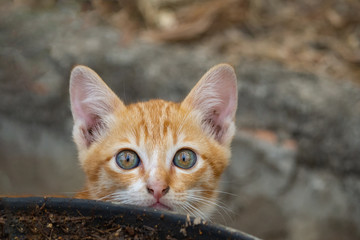 Close-up of kitten or small cat standing beside flower pot.