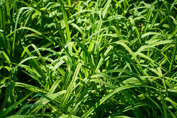 Fototapeta na wymiar Green grass close up and water drops