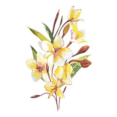 Plumeria plants and flowers isolated on white background. Tropical set, Watercolor sketch object illustrations.