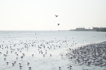 flock of seagulls