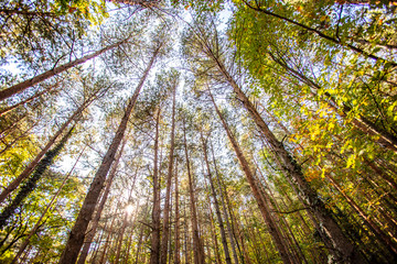 green forest nature background 