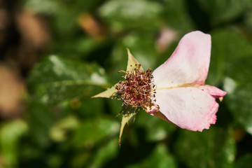 Rose plant and leaves close up