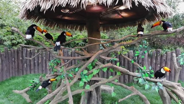 Exotic Birds in Shanghai Zoo.