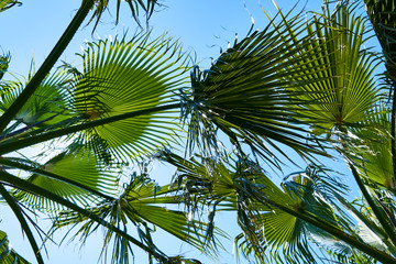 Obraz na płótnie Canvas Beautiful palm tree on tropical island