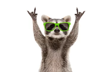 Funny raccoon in green sunglasses showing a rock gesture isolated on white background © sonsedskaya