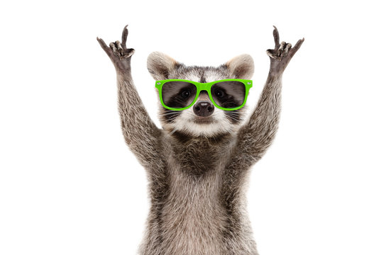 Naklejki Funny raccoon in green sunglasses showing a rock gesture isolated on white background