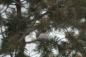 Bushtit hanging upside down in a pine tree