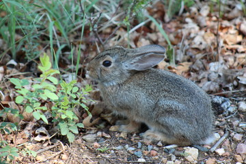 Naklejka na ściany i meble Cottontail bunny resting along a trail