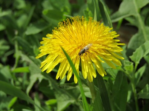 Little fly on a yellow flower sonchus arvensis