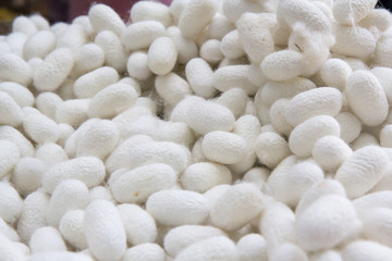 heap of white silkworm cocoon balls.