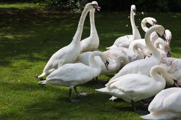 Swans in a Park
