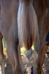horse tail