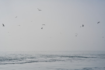 Foggy sky and flying seagulls