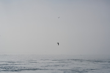 Foggy sky and flying seagulls