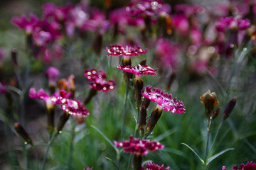 Pinks, dianthus flowers