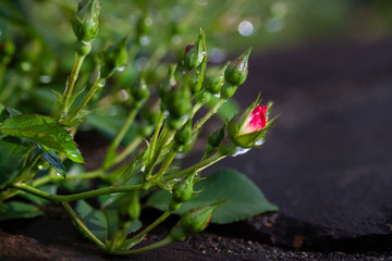Rosebud in the garden with dew in springtime