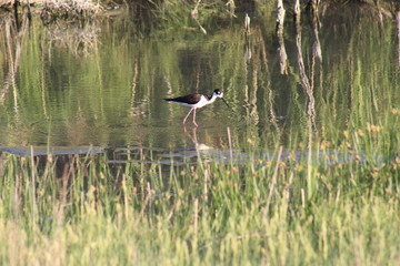 Black-necked stilt reflection in water