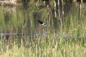 Black-necked stilt drinking water