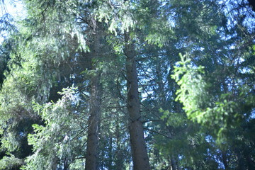 trees in the forest