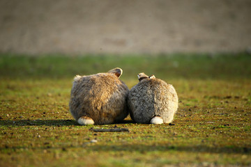 身を寄せ合う野うさぎのおしり 大久野島のウサギたち
