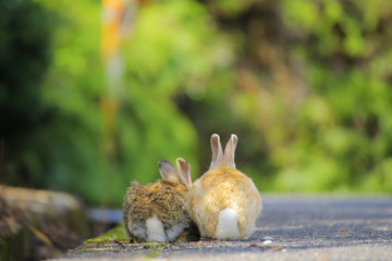 身を寄せ合う野うさぎのおしり 大久野島のウサギたち