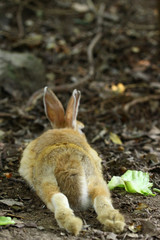 野うさぎのおしり 大久野島のウサギたち