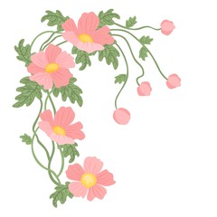Camellia sasanqua camellia flowering branch, leaves, camellia sasanqua flowers and bud. Cosmetic, perfumery and medical plant. Vector hand drawn illustration.