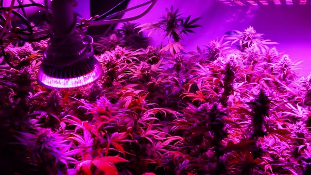 slow motion plantation of marijuana before harvest. professional indoor cannabis cultivation 