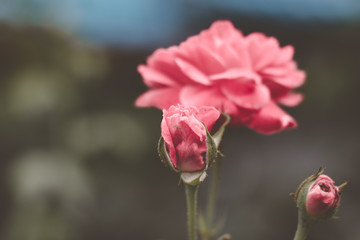 Fototapeta premium rose in the garden
