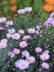 Fototapeta premium cute flowers