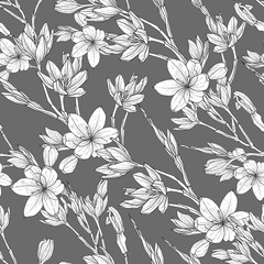 seamless pattern with hand drawn illustrations of Schizostylis. .botanical graphic drawing of kaffir lily flower. .Use for cards, textiles, backgrounds, invitations, paper, scrapbooking.