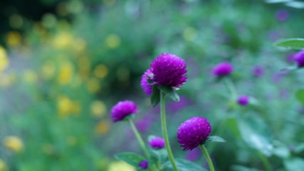 Obraz premium flower