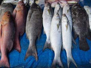 Freshly caught large fish in the shop window, Kochi, Kerala, India
