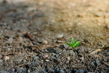 sprout out of the ground