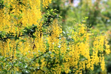 Blooming Laburnum anagyroides in spring