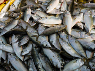 Obraz premium Morning catch of fresh fish in a yellow fishing basket, Kochi, Kerala, India