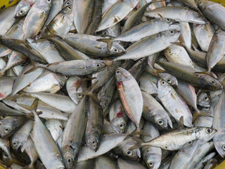 Morning catch of fresh fish in a yellow fishing basket, Kochi, Kerala, India