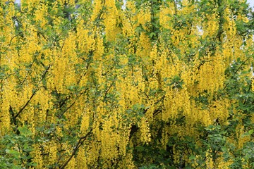 Blooming Laburnum anagyroides in spring