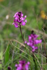 Pink flowers Polygala major in the meadow