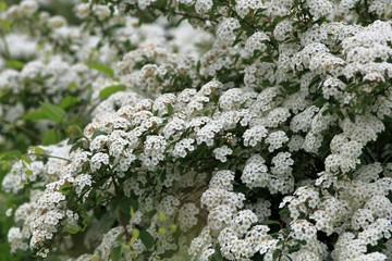 Flowering spirea bushes in spring