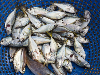 Morning catch of fresh fish in a blue fishing basket, Kochi, Kerala, India