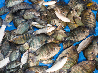 Morning catch of fresh fish on a blue background Kochi, Kerala, India