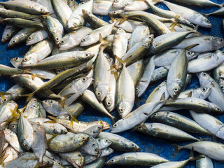 Morning catch of fresh fish on a blue background, Kochi, Kerala, India