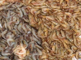 Morning catch of fresh shrimp, Kochi, Kerala, India