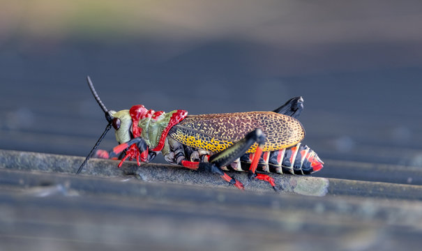 Koppie foam / gaudy grasshopper. Colourful grasshopper / locust photographed in the Blyde River Canyon, South Africa. 